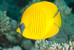 BD-150228-Ras-Mohammed-7347-Chaetodon-semilarvatus.-Cuvier.-1831-[Bluecheek-butterflyfish.-Rödahavsfjärilsfisk].jpg